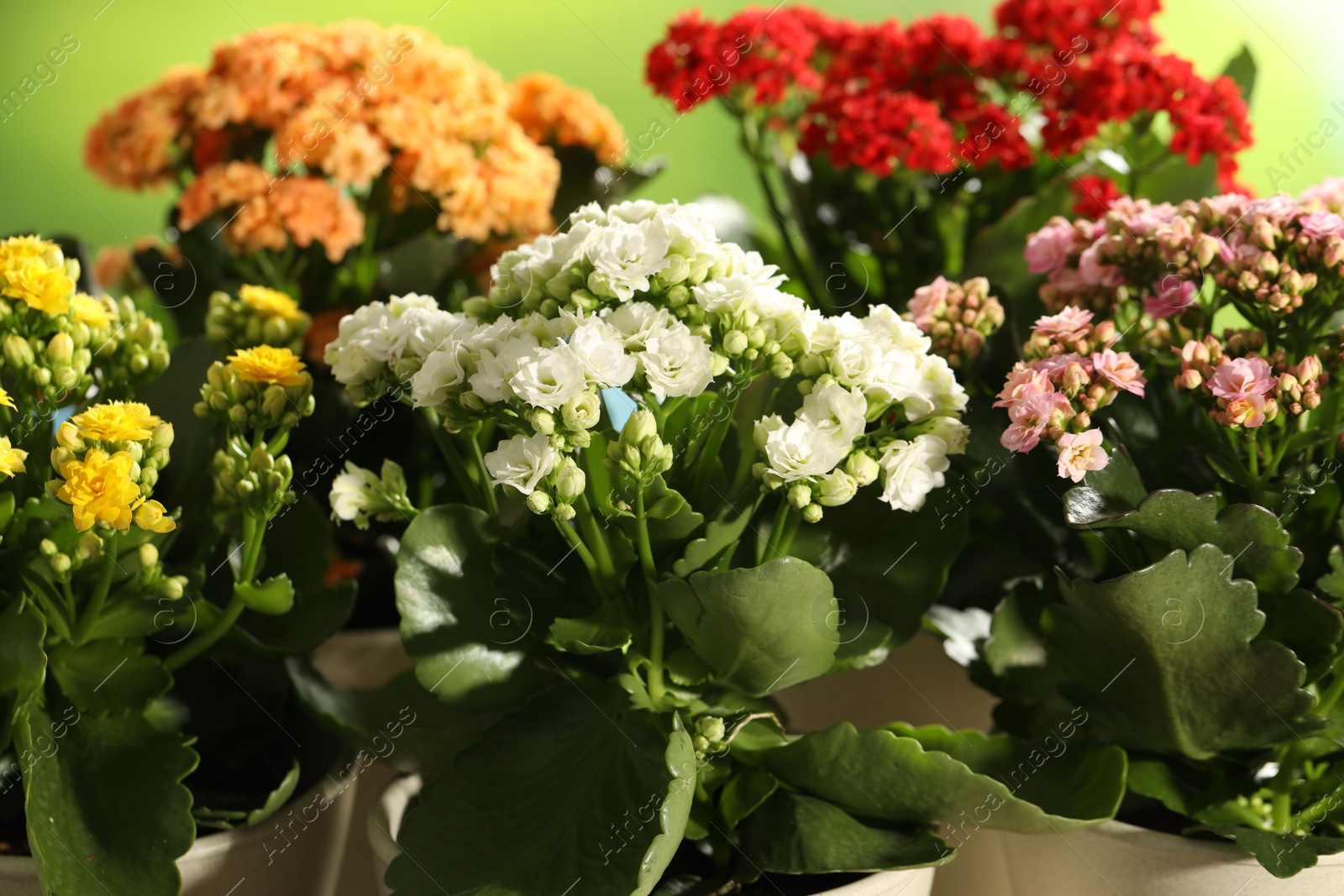 Photo of Different beautiful kalanchoe flowers in pots on blurred green background, closeup