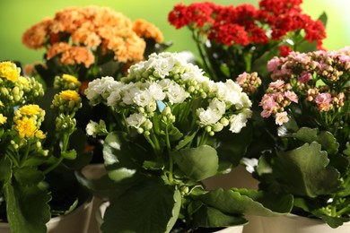 Different beautiful kalanchoe flowers in pots on blurred green background, closeup