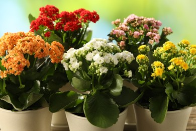 Different beautiful kalanchoe flowers in pots on blurred green background, closeup