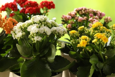 Photo of Different beautiful kalanchoe flowers in pots on blurred green background, closeup