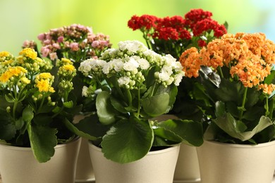 Different beautiful kalanchoe flowers in pots on blurred green background, closeup