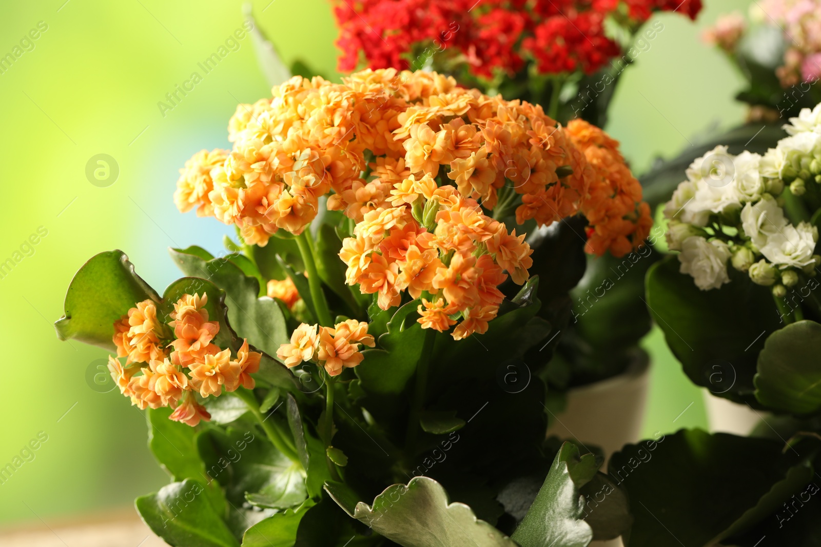 Photo of Different beautiful kalanchoe flowers in pots on blurred green background, closeup