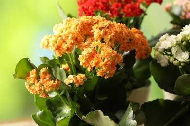 Different beautiful kalanchoe flowers in pots on blurred green background, closeup