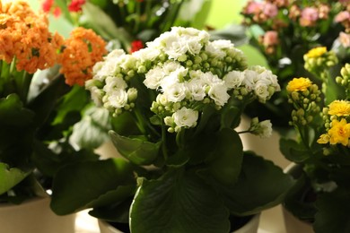 Different beautiful kalanchoe flowers in pots, closeup