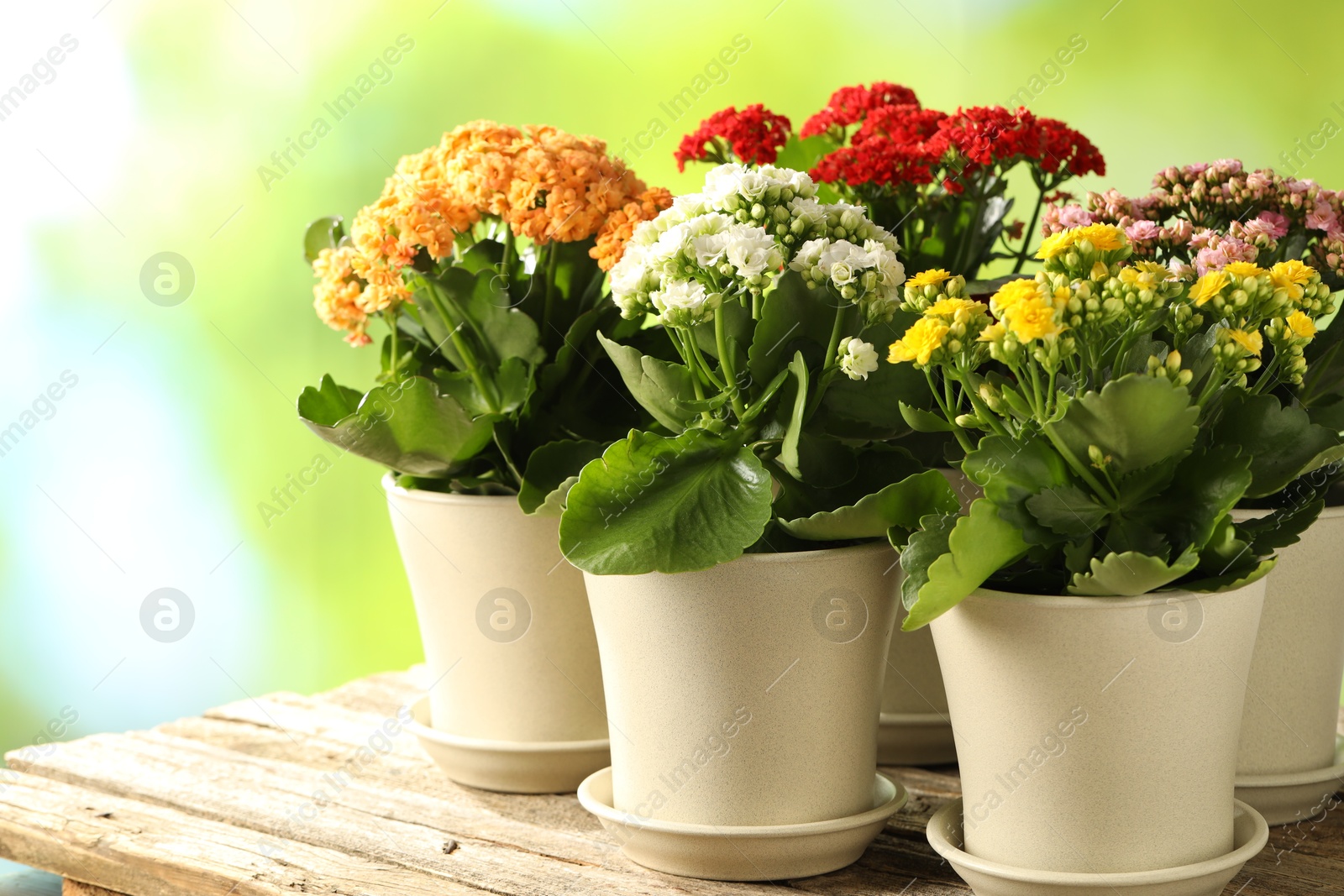 Photo of Different beautiful kalanchoe flowers in pots on wooden table against blurred green background, closeup