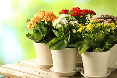 Photo of Different beautiful kalanchoe flowers in pots on wooden table against blurred green background, closeup