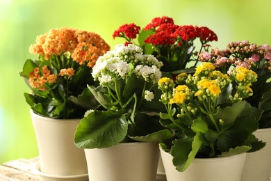 Different beautiful kalanchoe flowers in pots on table against blurred green background, closeup