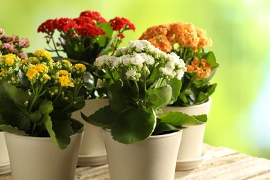 Different beautiful kalanchoe flowers in pots on wooden table against blurred green background, closeup