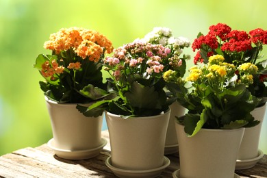 Different beautiful kalanchoe flowers in pots on wooden table against blurred green background, closeup