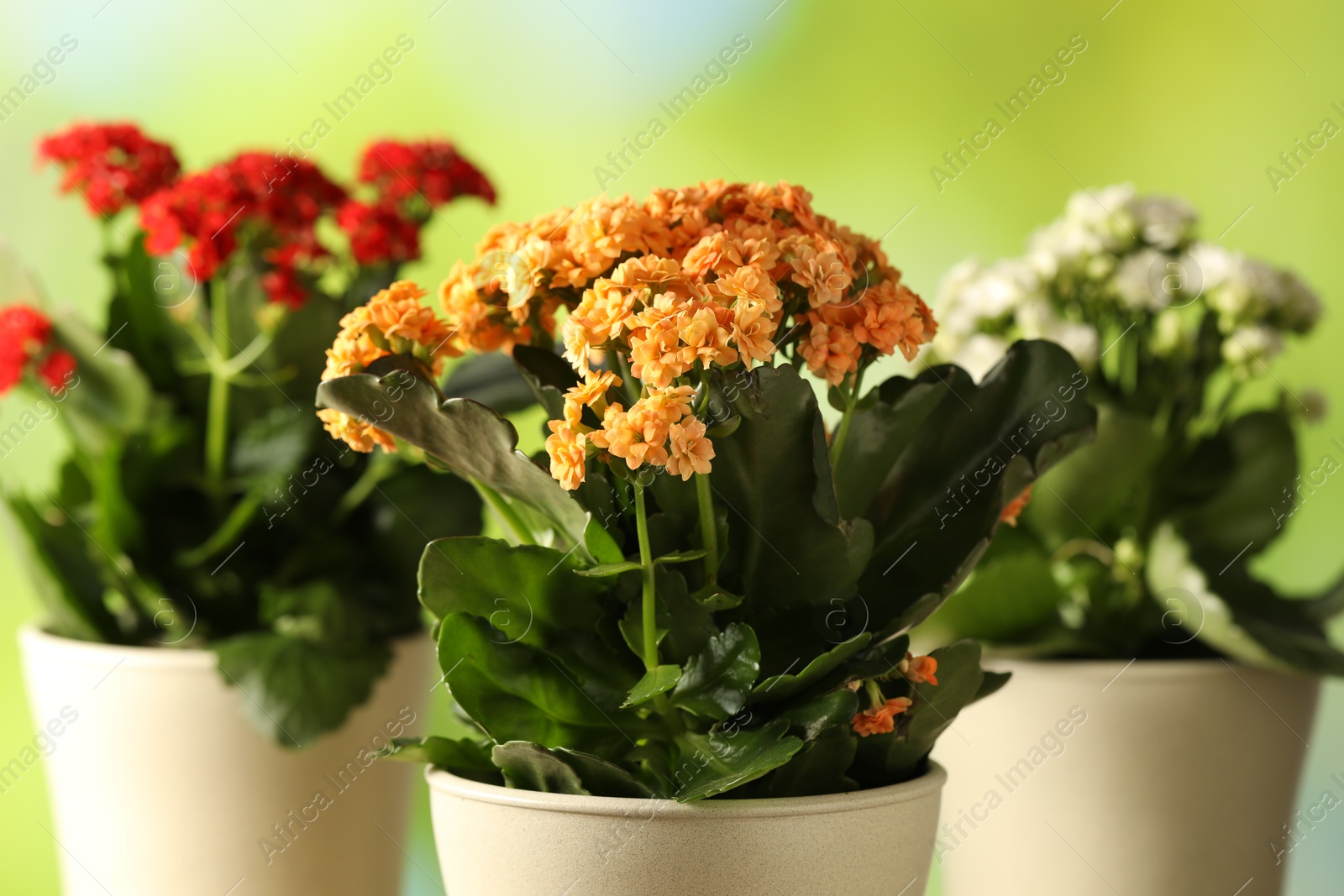 Photo of Different beautiful kalanchoe flowers in pots on blurred green background, closeup