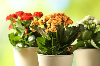 Different beautiful kalanchoe flowers in pots on blurred green background, closeup