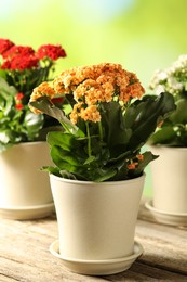 Different beautiful kalanchoe flowers in pots on wooden table against blurred green background, closeup