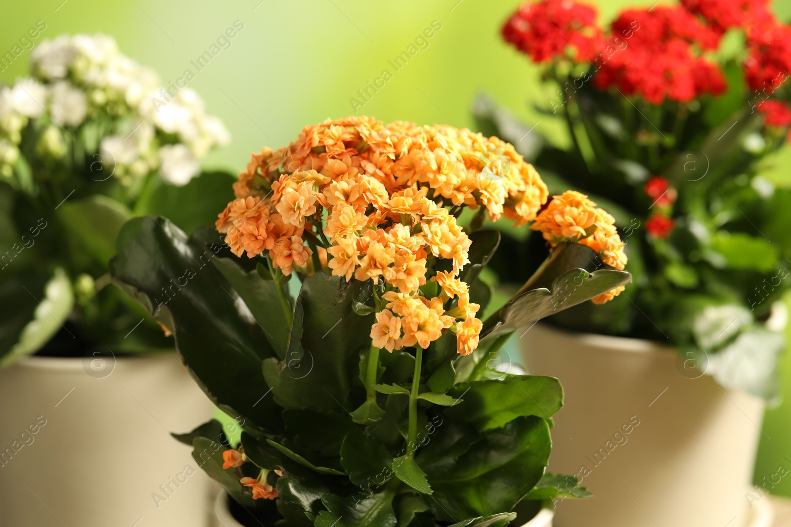 Photo of Different beautiful kalanchoe flowers in pots on blurred green background, closeup