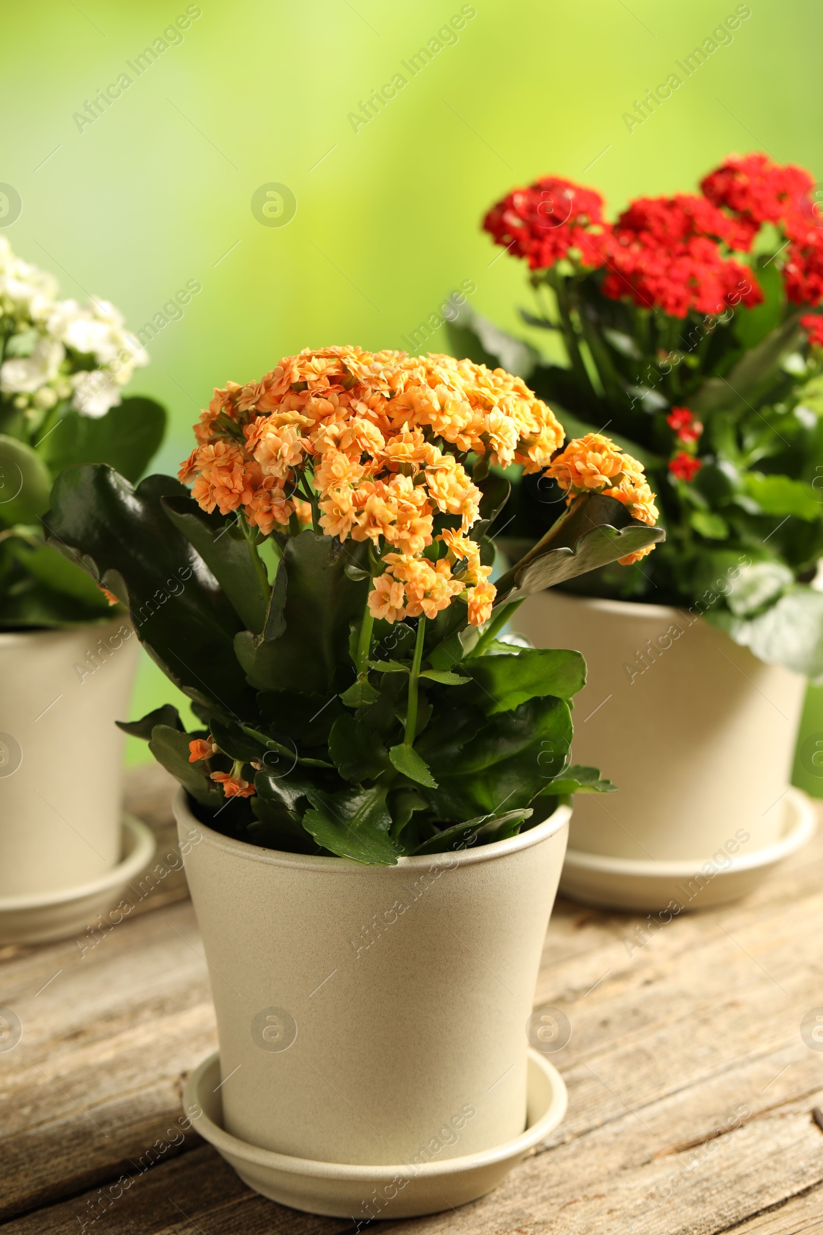 Photo of Different beautiful kalanchoe flowers in pots on wooden table against blurred green background, closeup