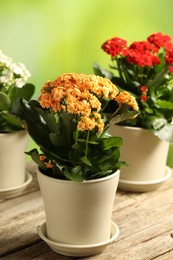 Photo of Different beautiful kalanchoe flowers in pots on wooden table against blurred green background, closeup