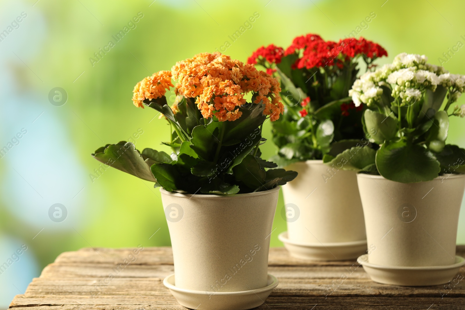 Photo of Different beautiful kalanchoe flowers in pots on wooden table against blurred green background