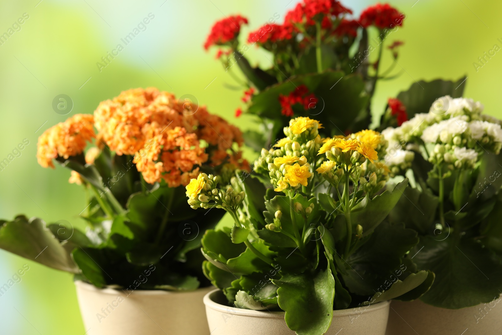 Photo of Different beautiful kalanchoe flowers in pots on blurred green background, closeup