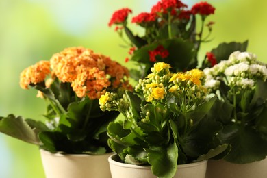 Photo of Different beautiful kalanchoe flowers in pots on blurred green background, closeup