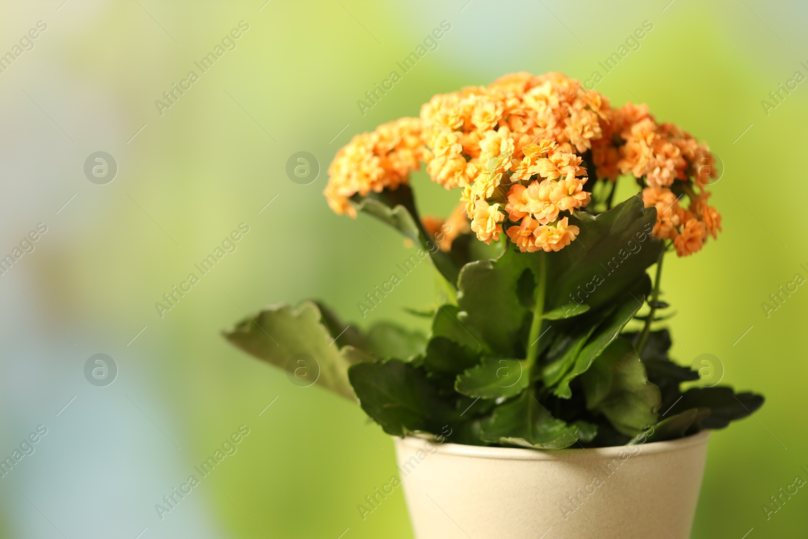 Photo of Beautiful orange kalanchoe flower in pot on blurred green background, closeup. Space for text