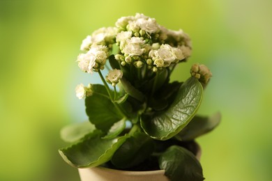 Beautiful white kalanchoe flower in pot on blurred green background, closeup