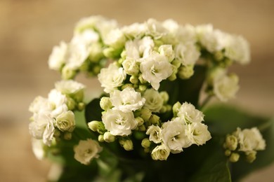 Beautiful white kalanchoe flower on blurred background, closeup