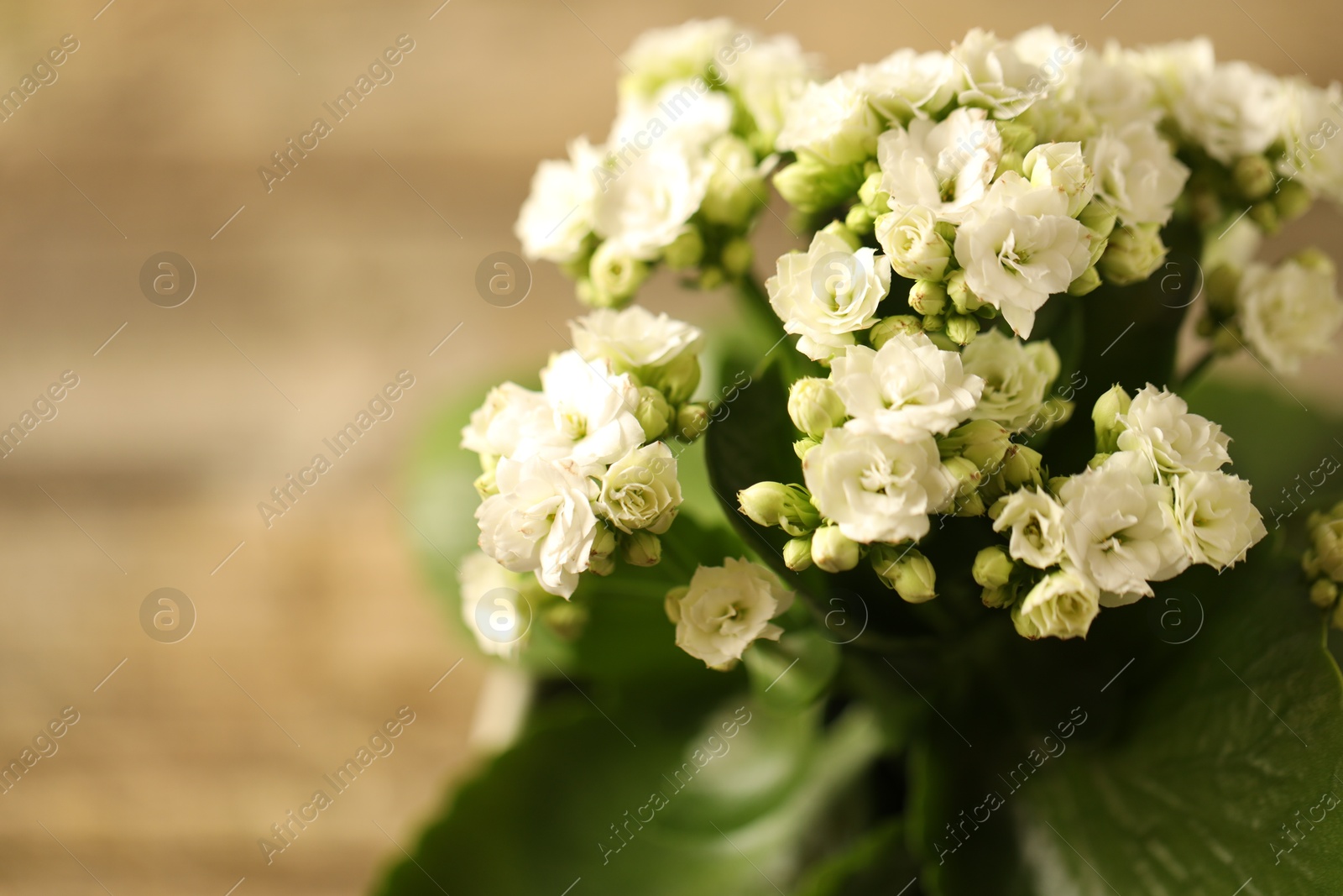 Photo of Beautiful white kalanchoe flower on blurred background, closeup