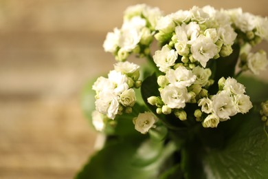 Beautiful white kalanchoe flower on blurred background, closeup