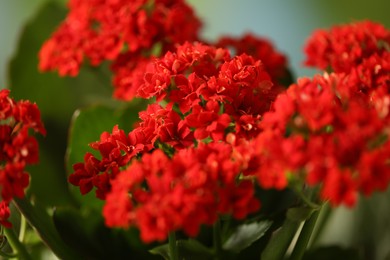 Photo of Beautiful red kalanchoe flowers on blurred background, closeup