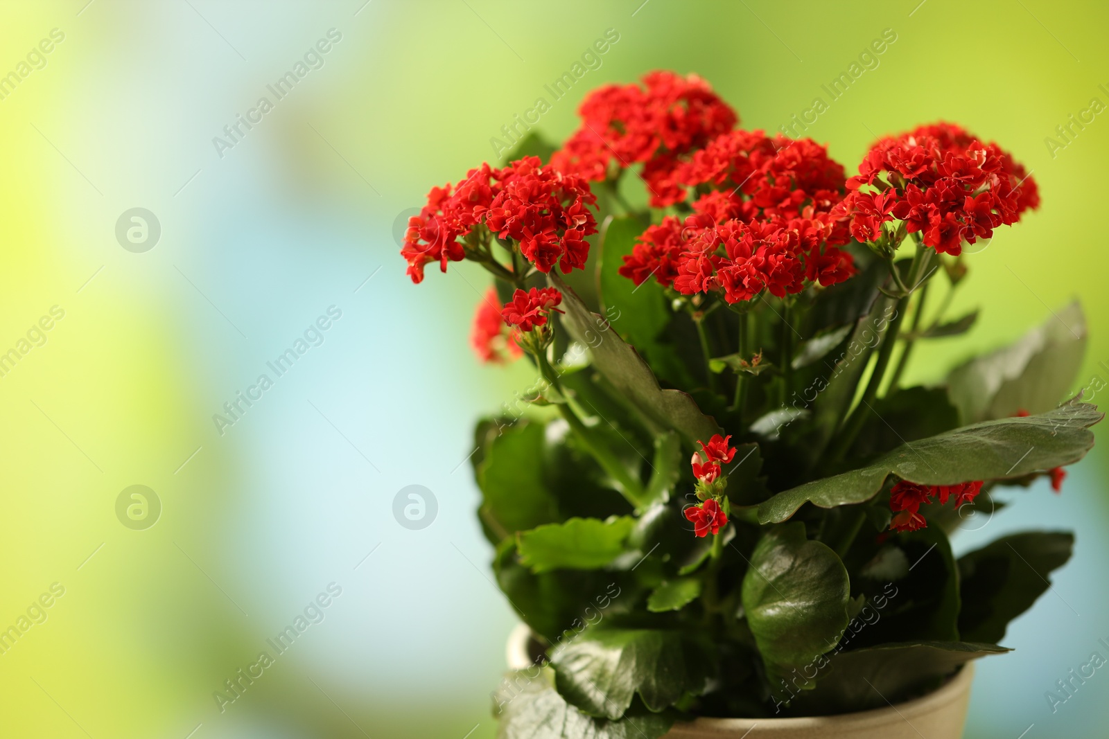 Photo of Beautiful red kalanchoe flower in pot on blurred green background, closeup. Space for text