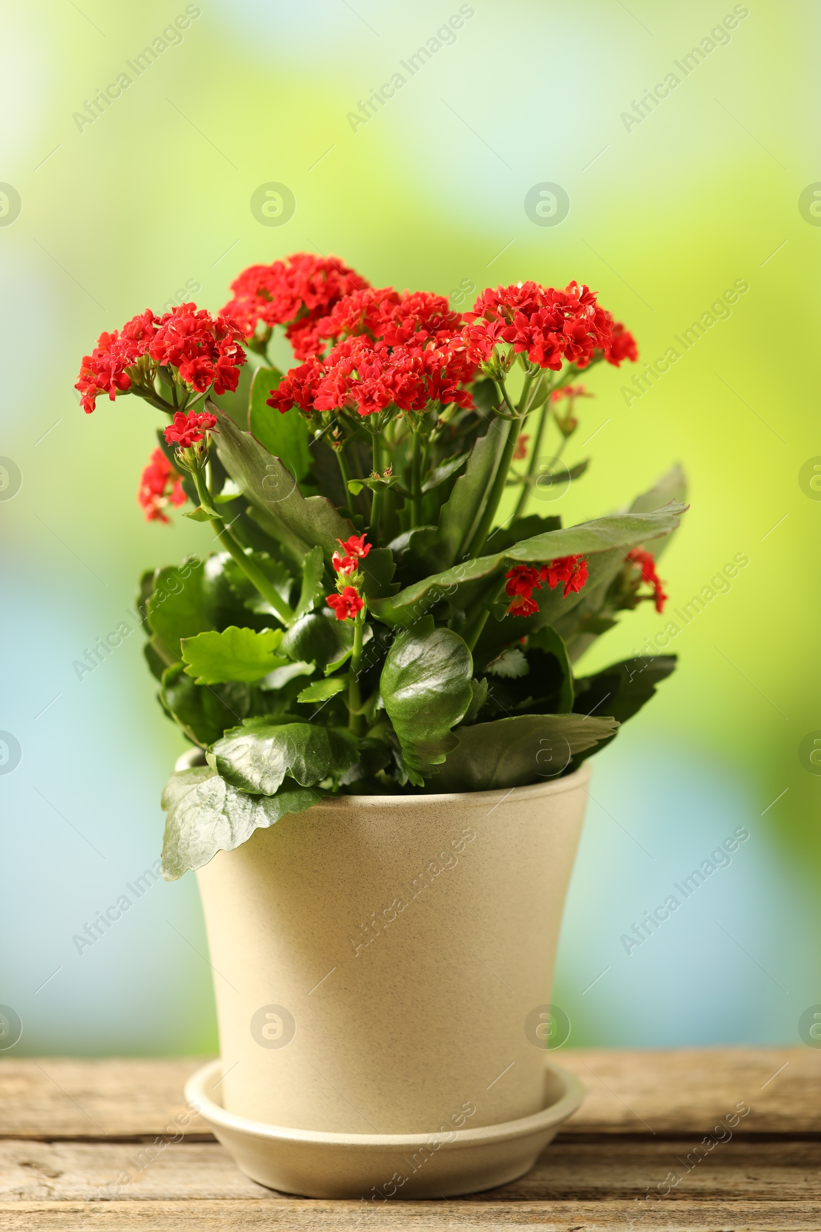 Photo of Beautiful red kalanchoe flower on wooden table against blurred green background