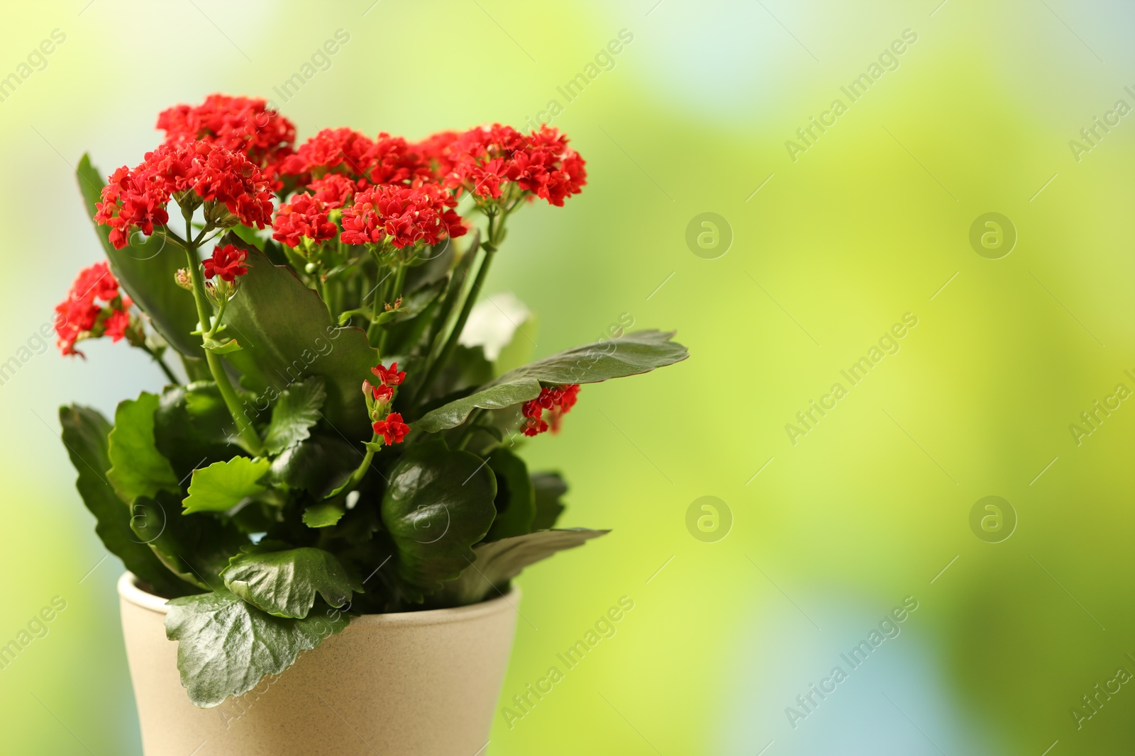 Photo of Beautiful red kalanchoe flower in pot on blurred green background, closeup. Space for text