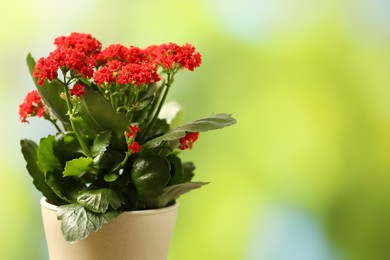 Beautiful red kalanchoe flower in pot on blurred green background, closeup. Space for text