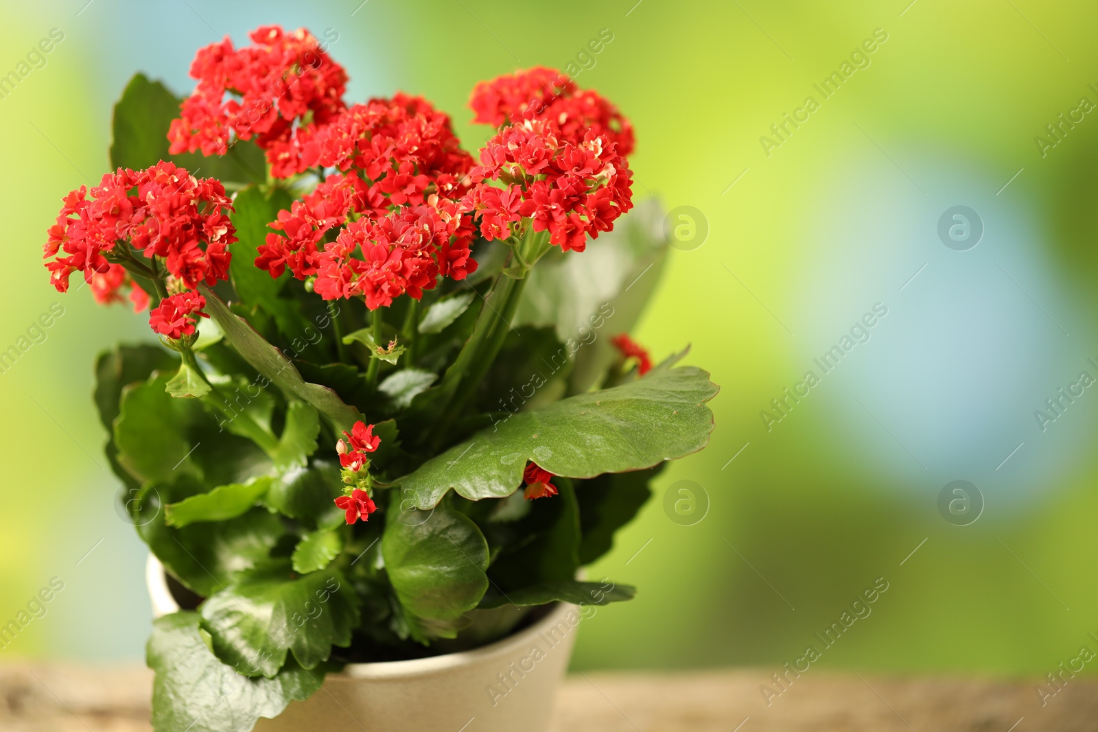 Photo of Beautiful red kalanchoe flower in pot on blurred green background, closeup. Space for text