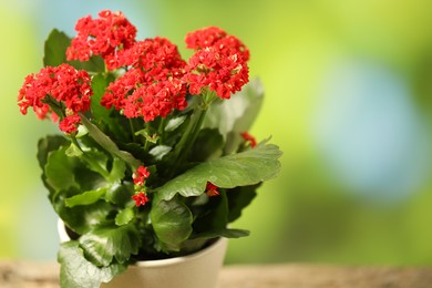 Beautiful red kalanchoe flower in pot on blurred green background, closeup. Space for text