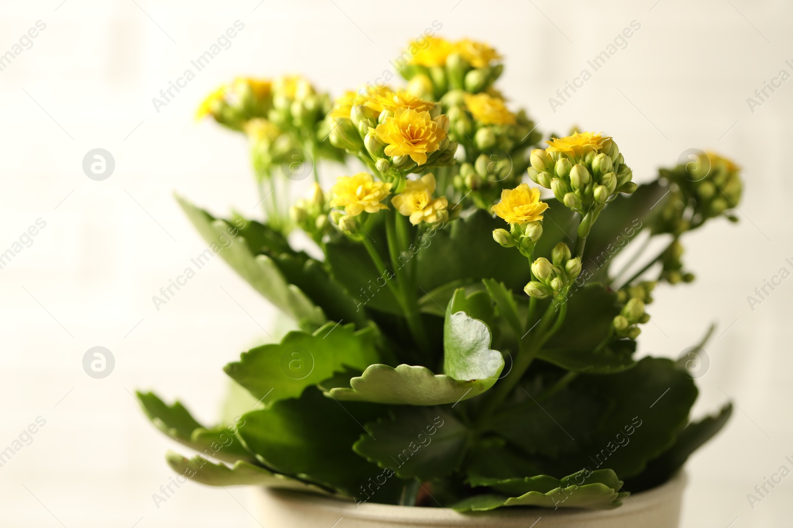 Photo of Beautiful yellow kalanchoe flower on light background, closeup