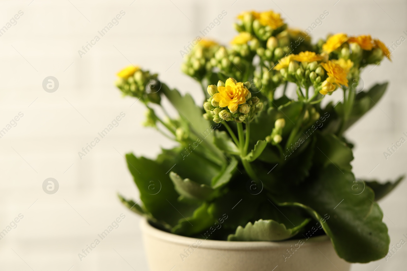 Photo of Beautiful yellow kalanchoe flower on light background, closeup