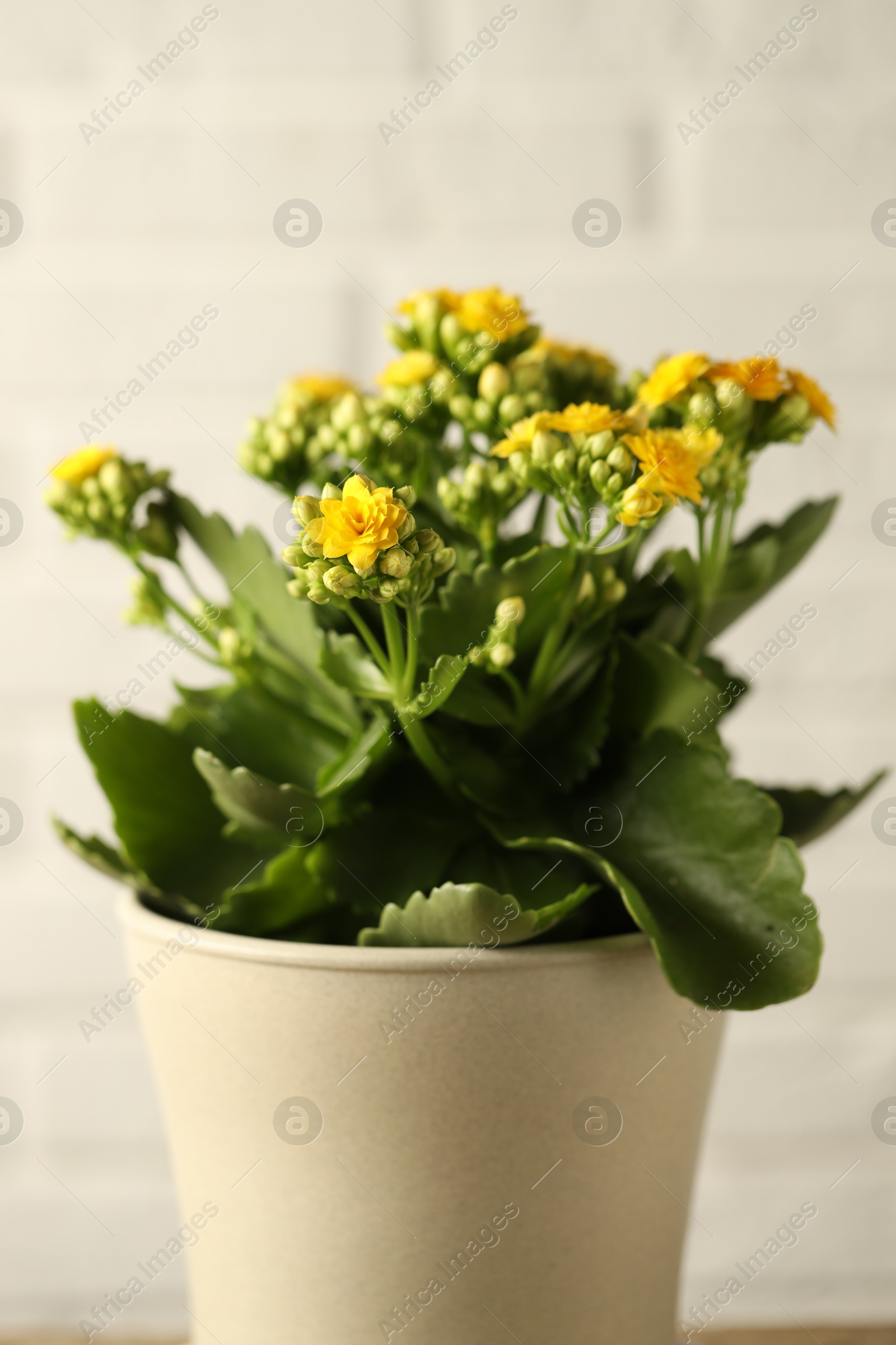 Photo of Beautiful yellow kalanchoe flower on light background, closeup