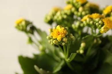 Photo of Beautiful yellow kalanchoe flower on light background, closeup