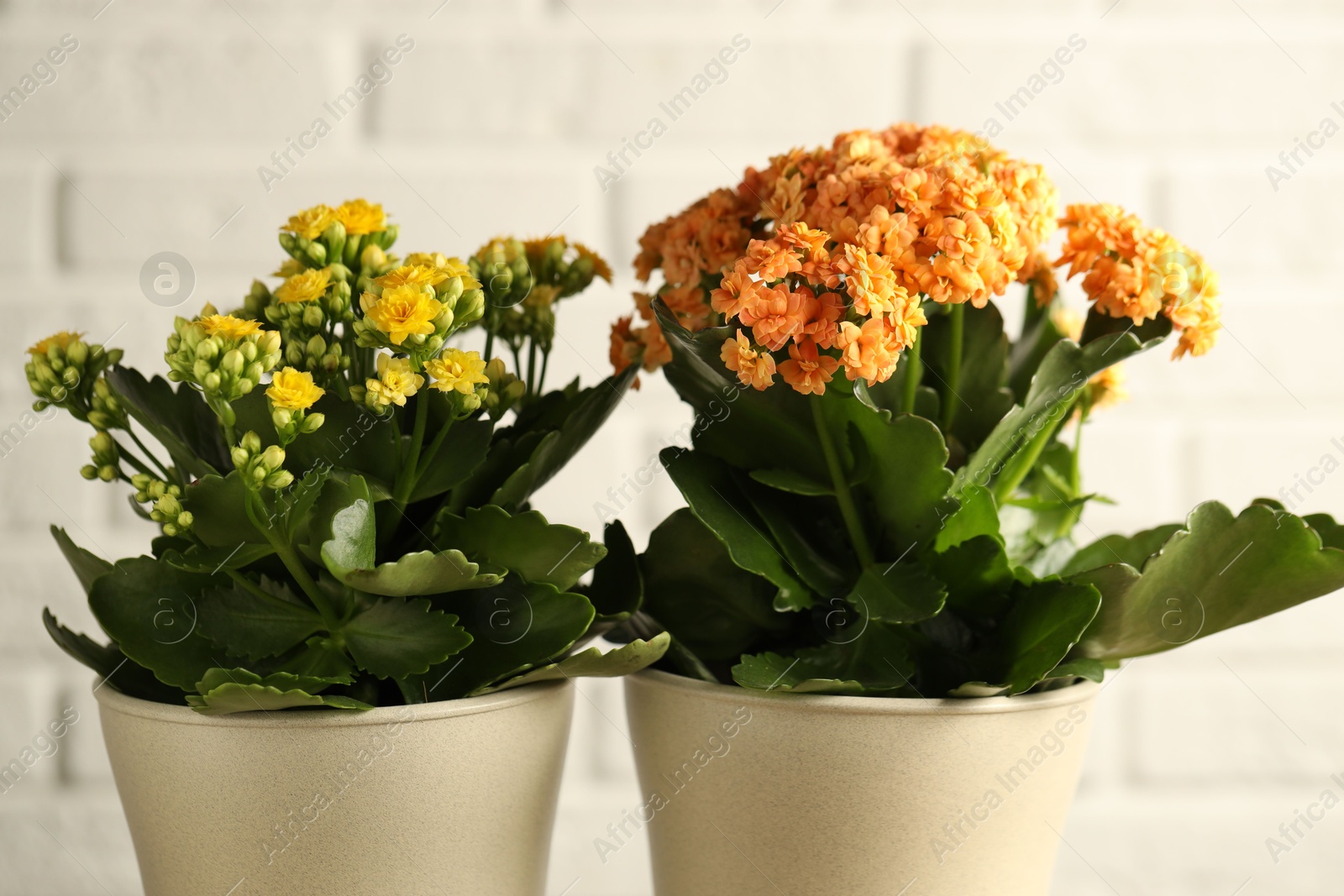 Photo of Different beautiful kalanchoe flowers in pots on light background, closeup