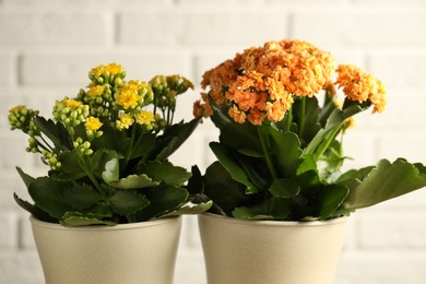 Different beautiful kalanchoe flowers in pots on light background, closeup