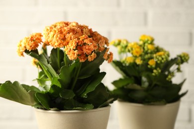 Different beautiful kalanchoe flowers in pots on light background, closeup