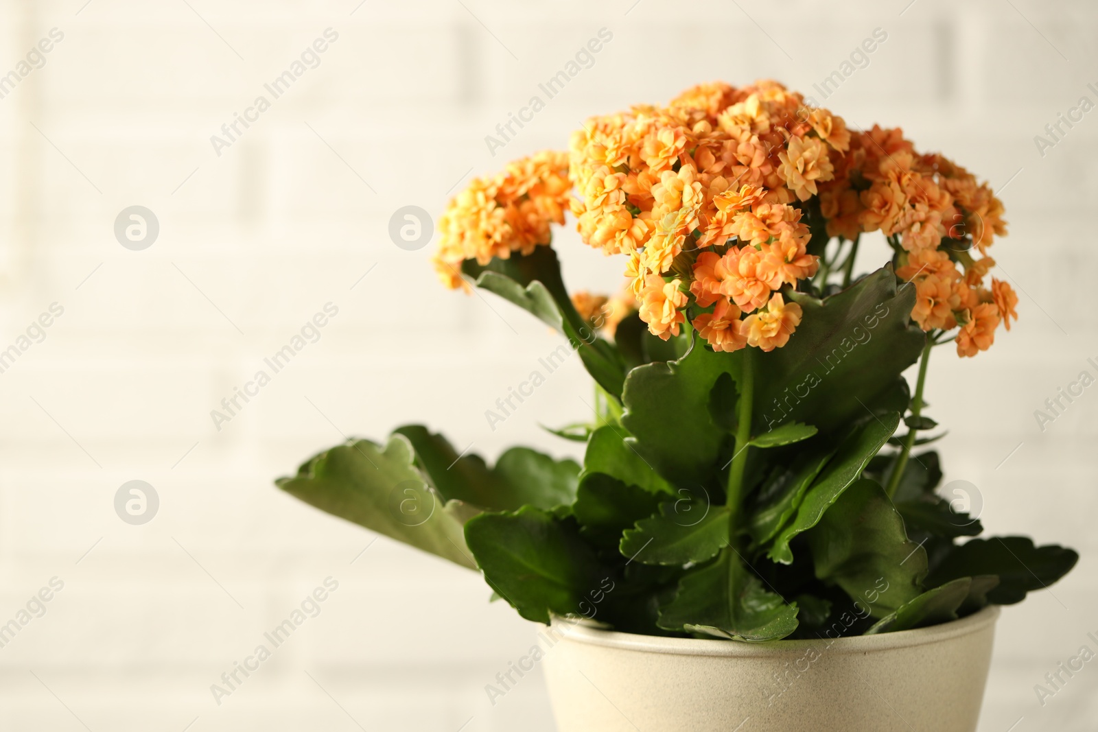 Photo of Beautiful orange kalanchoe flower on light background, closeup. Space for text