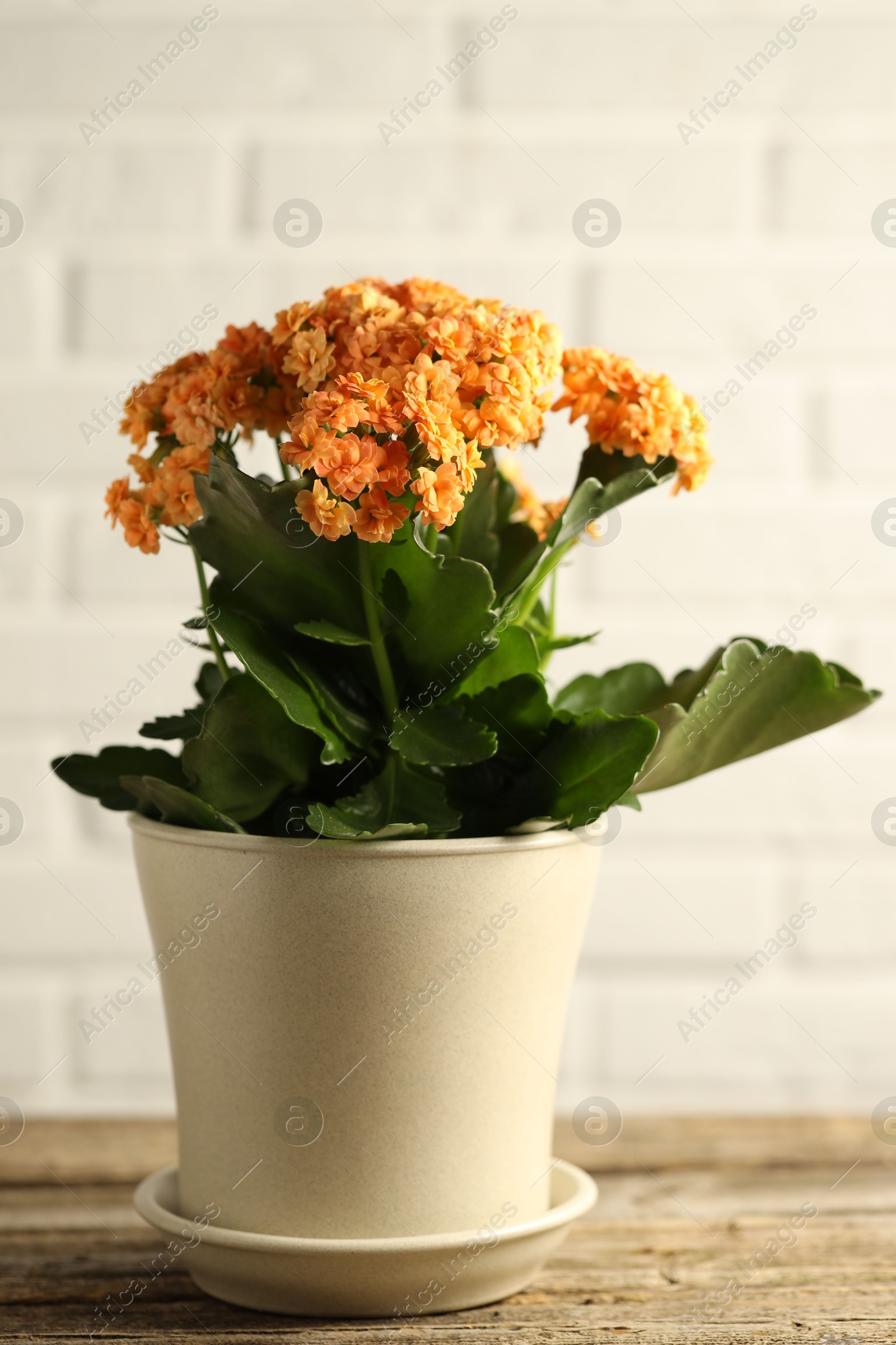 Photo of Beautiful orange kalanchoe flower in pot on wooden table indoors