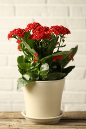 Photo of Beautiful red kalanchoe flower in pot on wooden table indoors