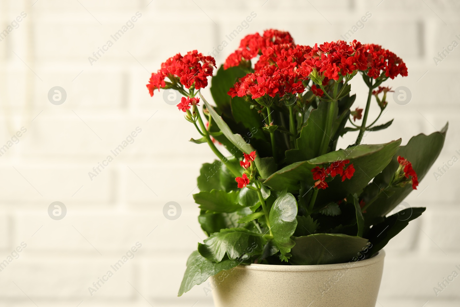 Photo of Beautiful red kalanchoe flower on light background, closeup. Space for text