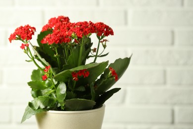 Photo of Beautiful red kalanchoe flower on light background, closeup. Space for text