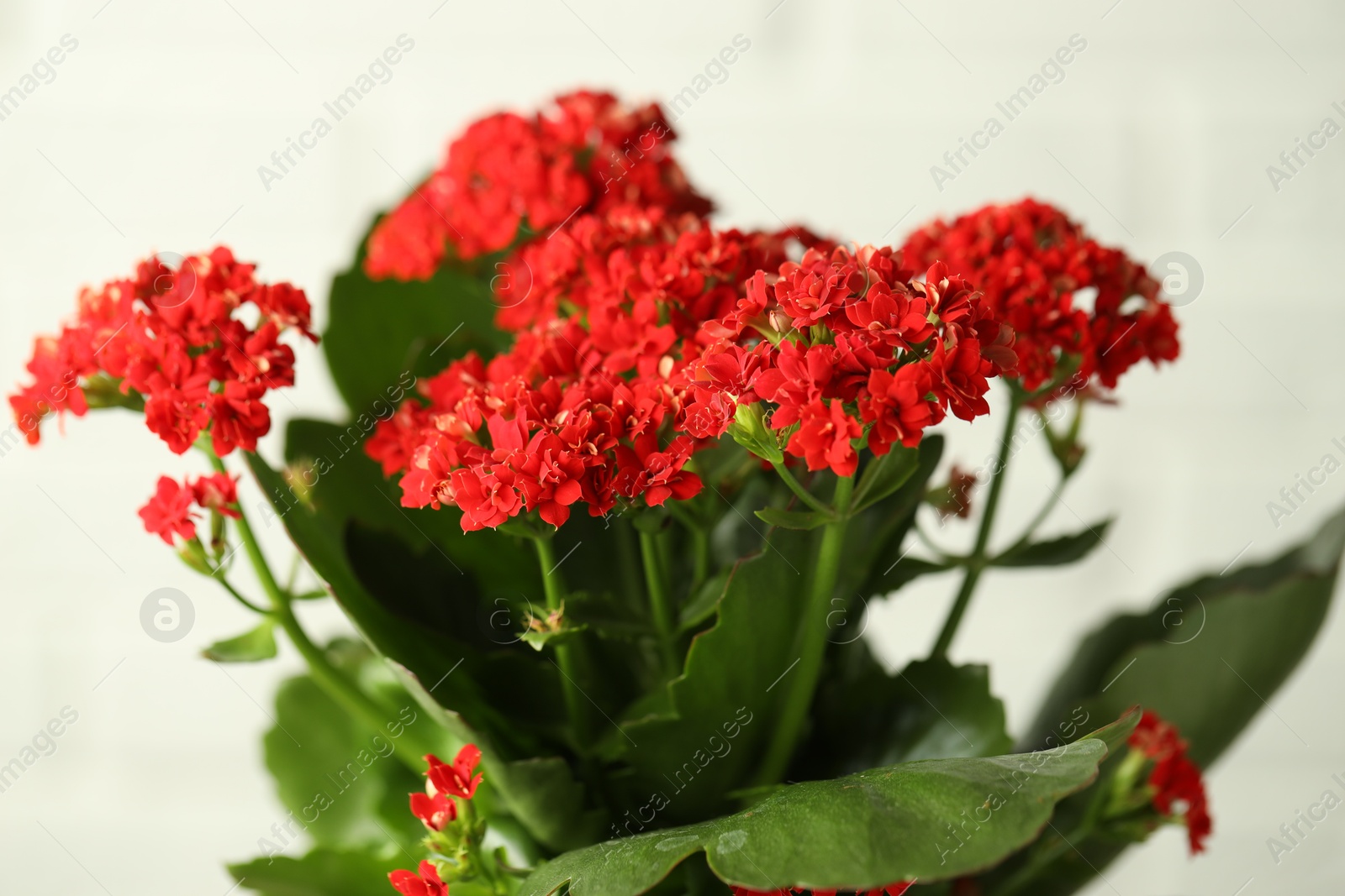 Photo of Beautiful red kalanchoe flower on light background, closeup