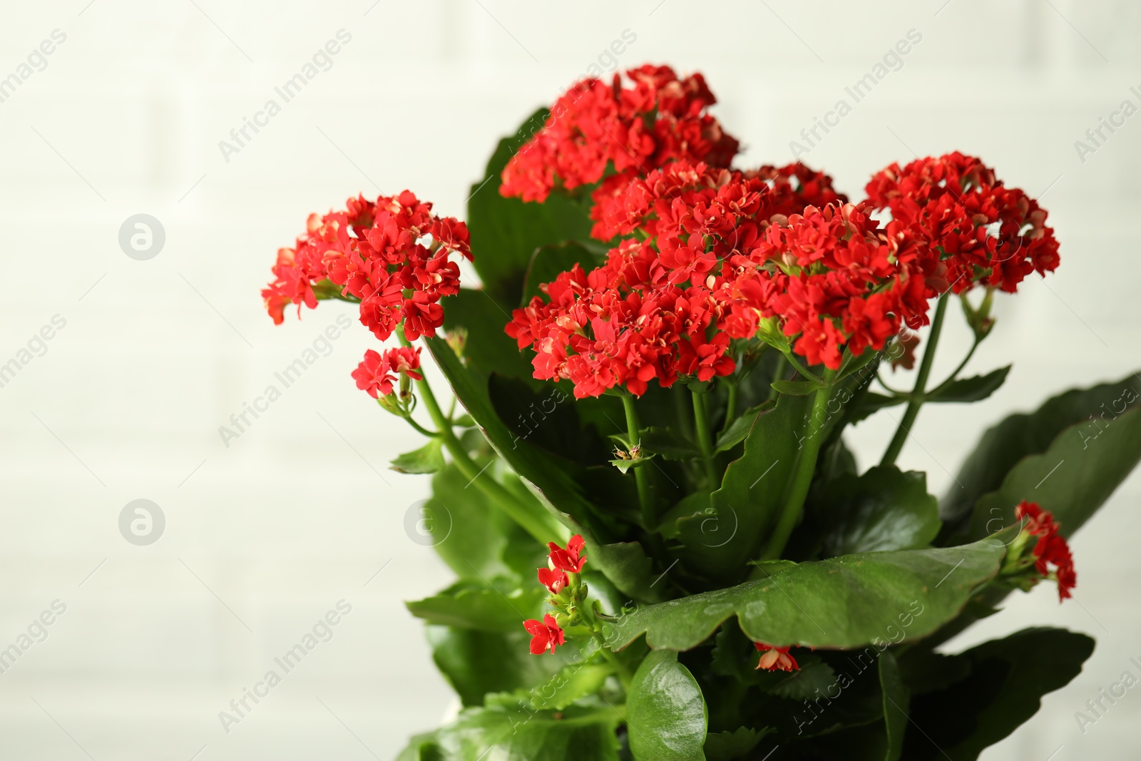 Photo of Beautiful red kalanchoe flower on light background, closeup