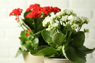 Photo of Different beautiful kalanchoe flowers in pots on light background, closeup