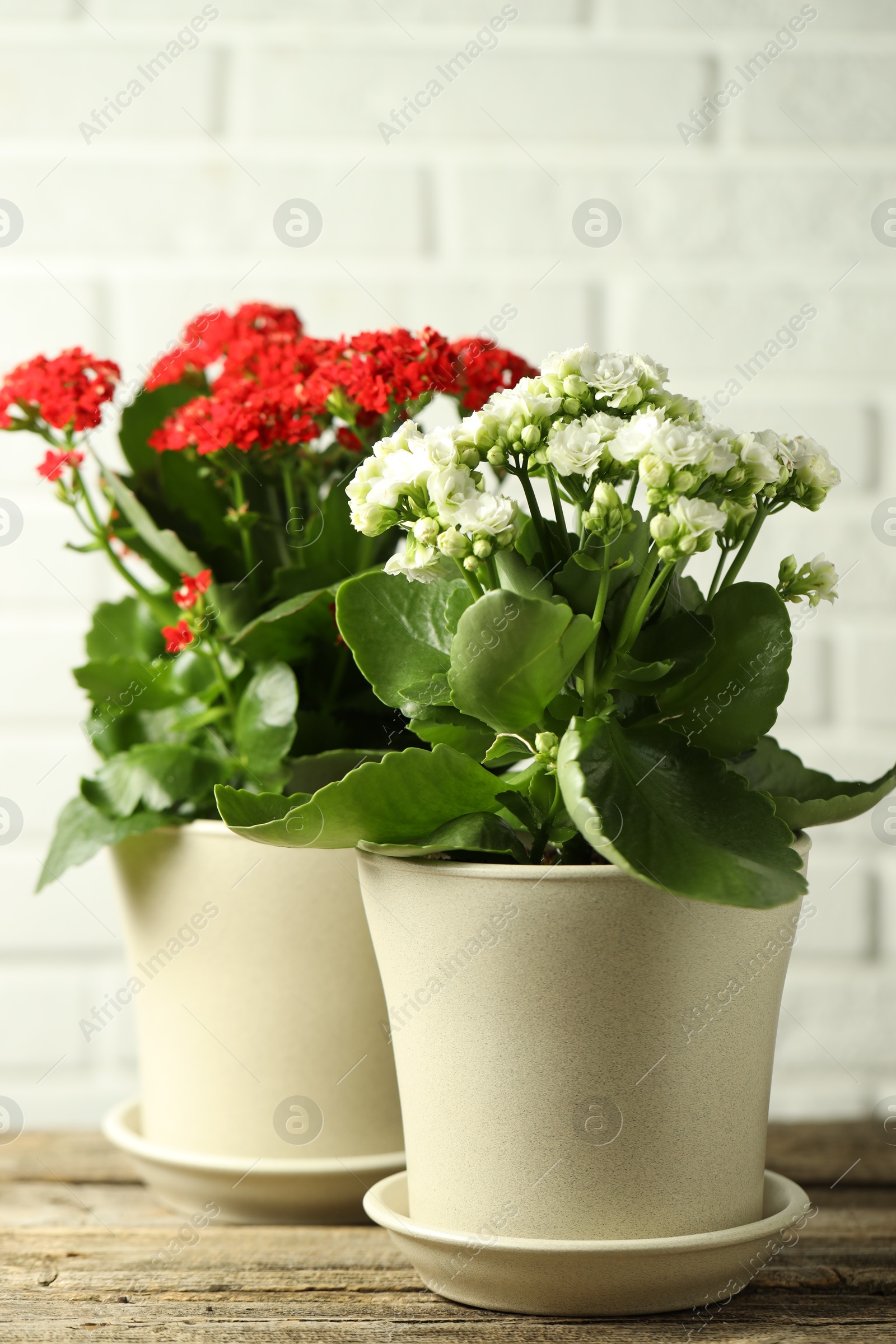 Photo of Different beautiful kalanchoe flowers in pots on wooden table indoors